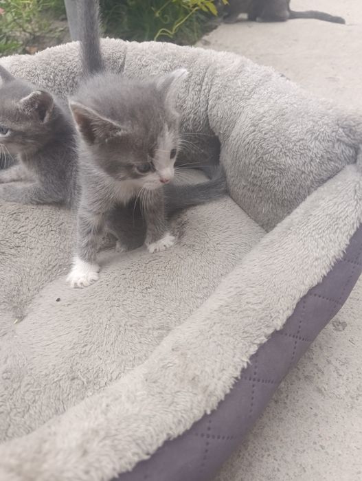 Отдам котят в хорошие руки.