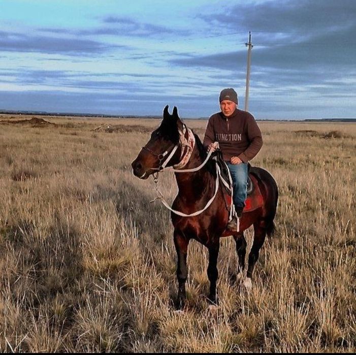 Айгыр сатылады мыкты