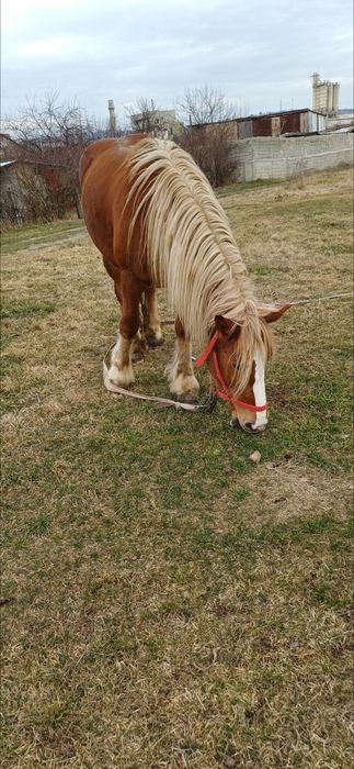 Iapa de vânzare de 5 spre 6 ani