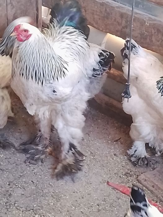 Găini,pui, ouă Brahma HD