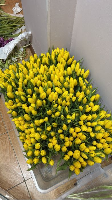 Тюльпаны Голландские