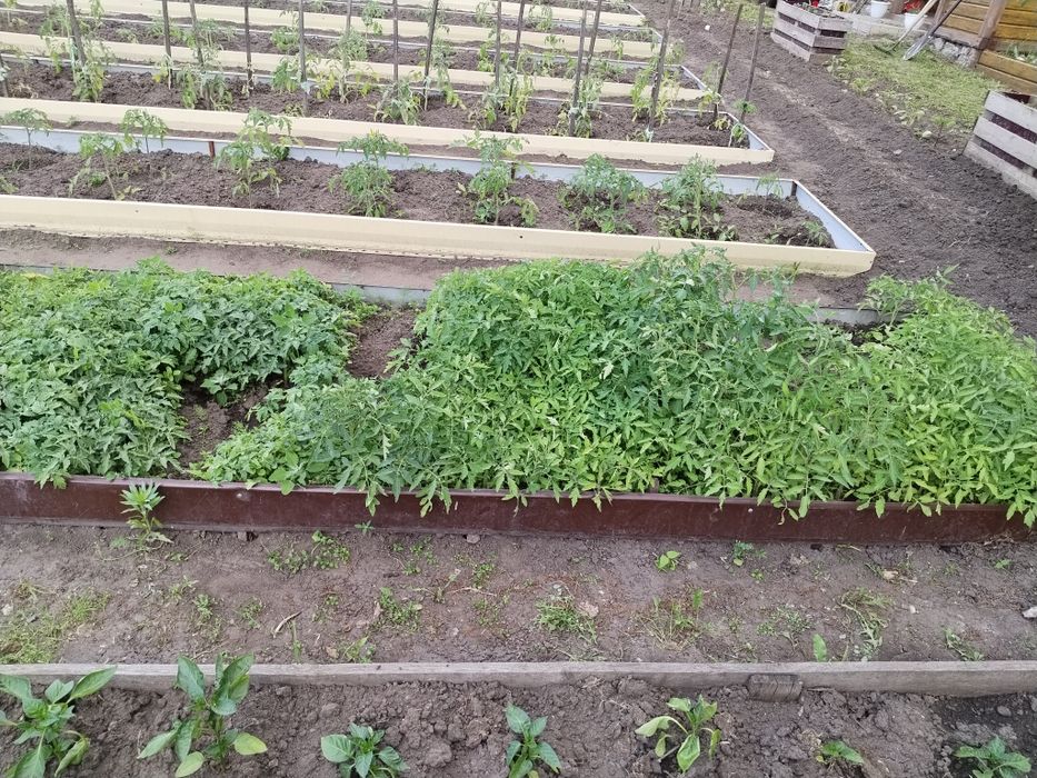 Продам рассаду помидор