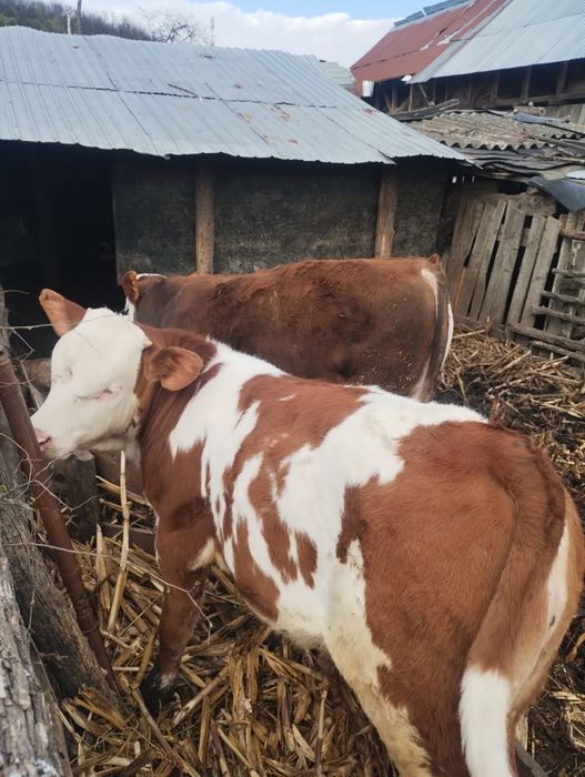 Tăurași de vânzare, mai multe detalii la numărul de telefon 0771510886