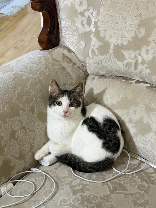 Котенок в добрые руки