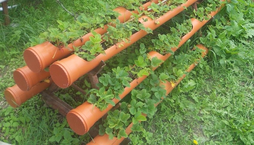 Продавам расат ягоди и малини
