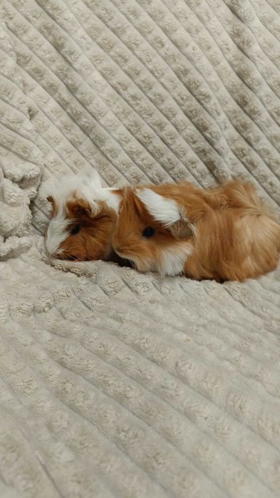 Морски свинчета