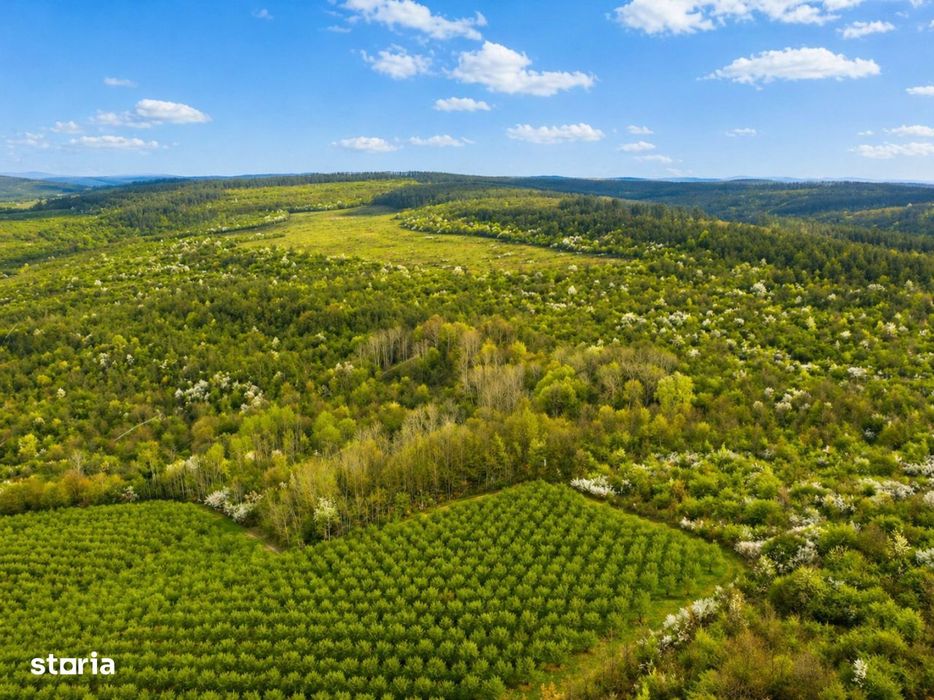Teren 20 ha vestul Romaniei – ideal plantatie aluni / livada