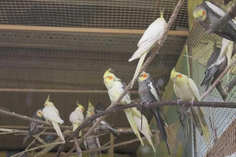 Продаю попугаев кореллы (Click, Payme)