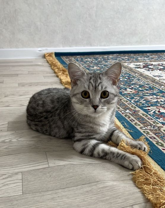 Отдам котенка в добрые руки
