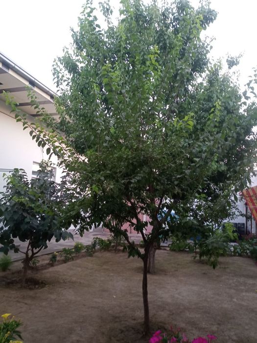 Участка сотидади Катта иттифок