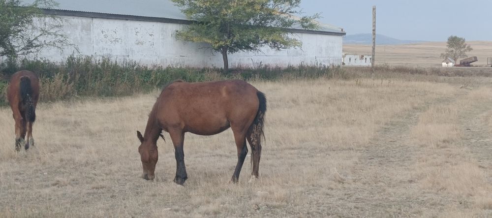 Продам байтал,семіз
