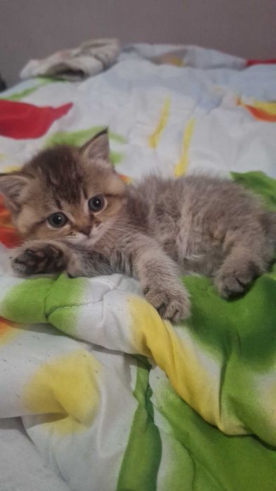 Золотистая шиншила