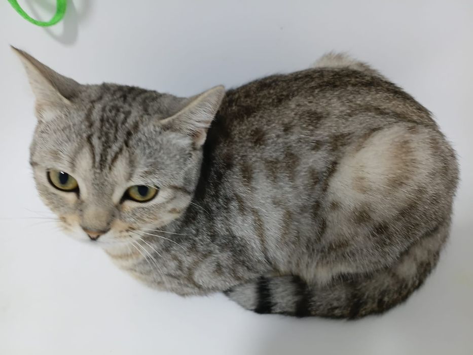 Отдам в добрые руки