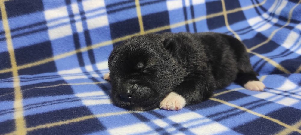 Щенки Американской акиты