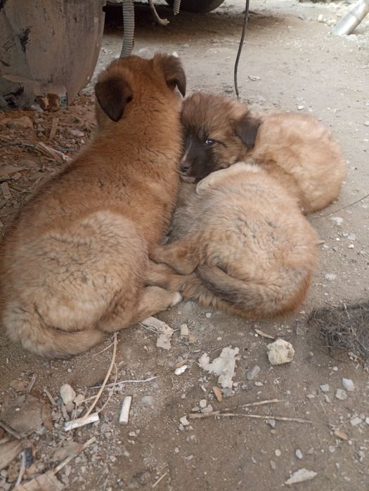 Щенки в хорошие руки