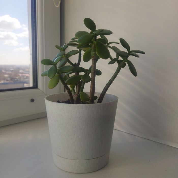 Фикус, денежное дерево