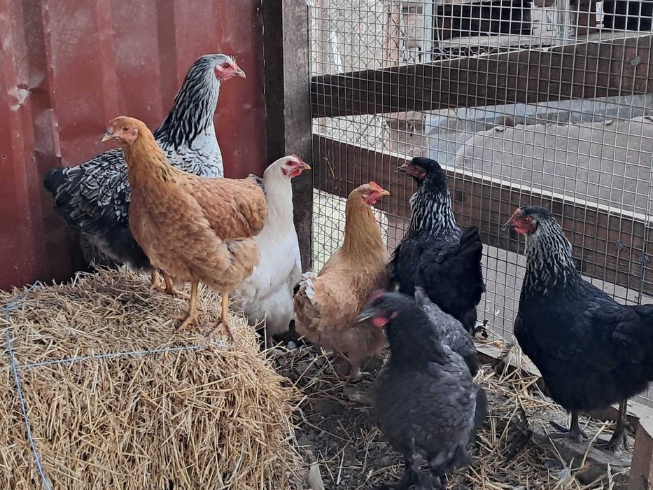 Puice de casă la începutul ouatului