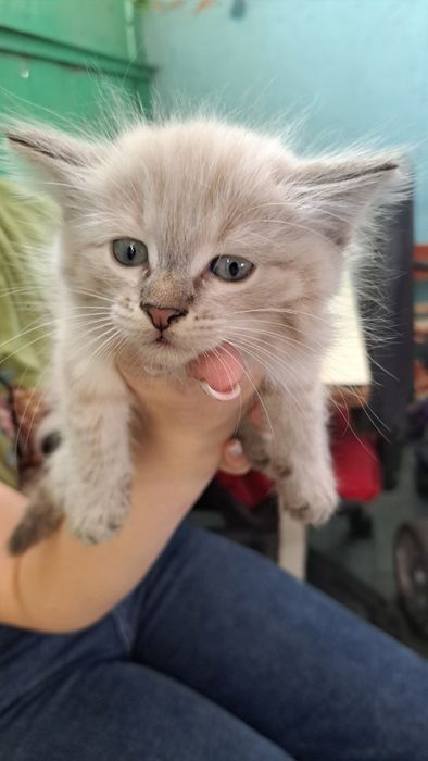 Отдам котят в заботливые руки