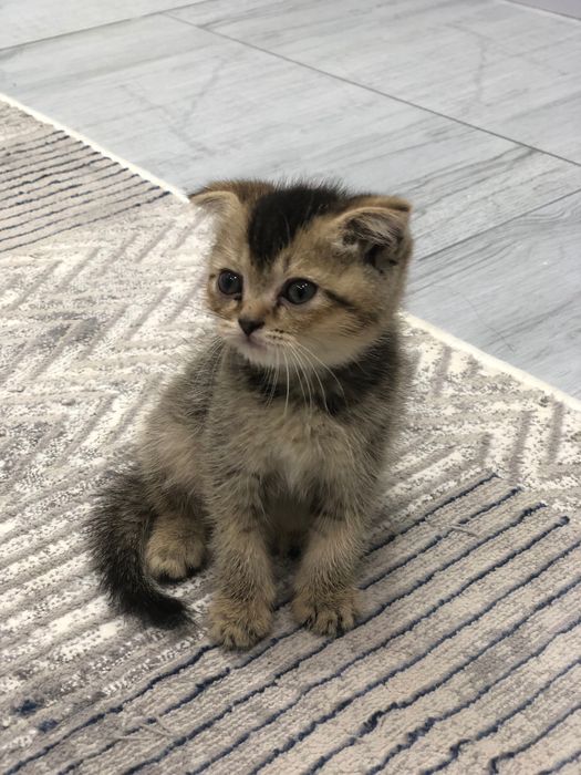 Rus dala jinsiy aloqa video