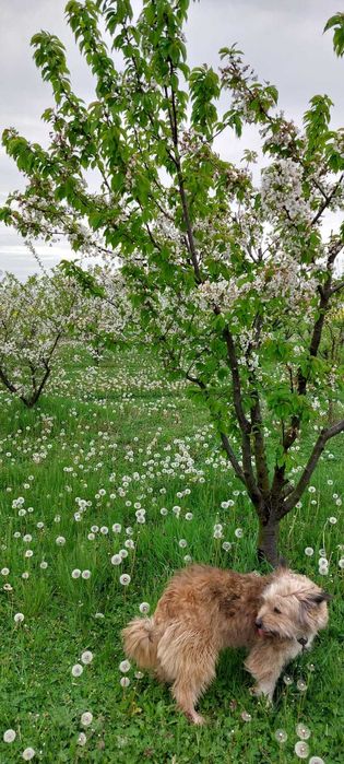 Vand 3 locuri de casa a cate 1500 mpatrati fiecare adica 15 arii