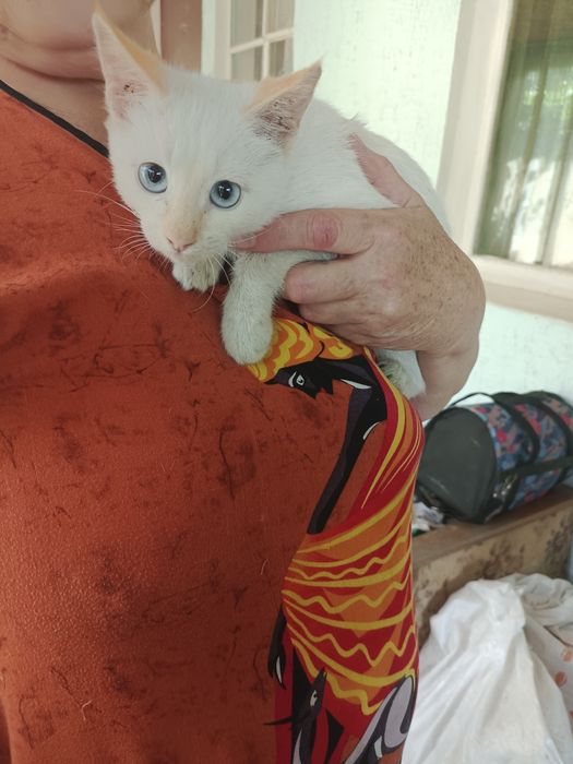 Отдам котенка девочку