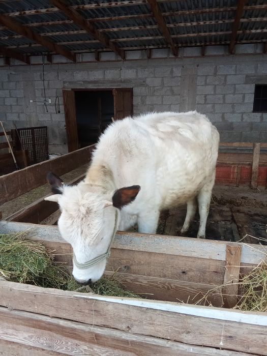 Сиыр сатылады бордакы