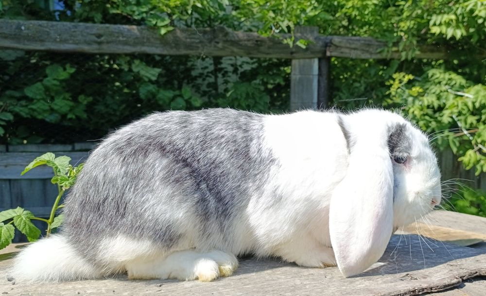 Кролики французский баран