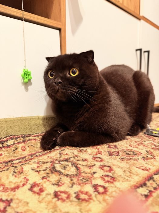 Отдадим в хорошие руки