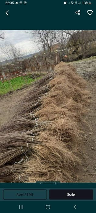 Puieți pin paltin mesteacăn