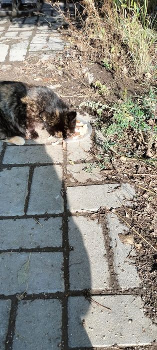 Отдаем ката в добрые руки  улечьная