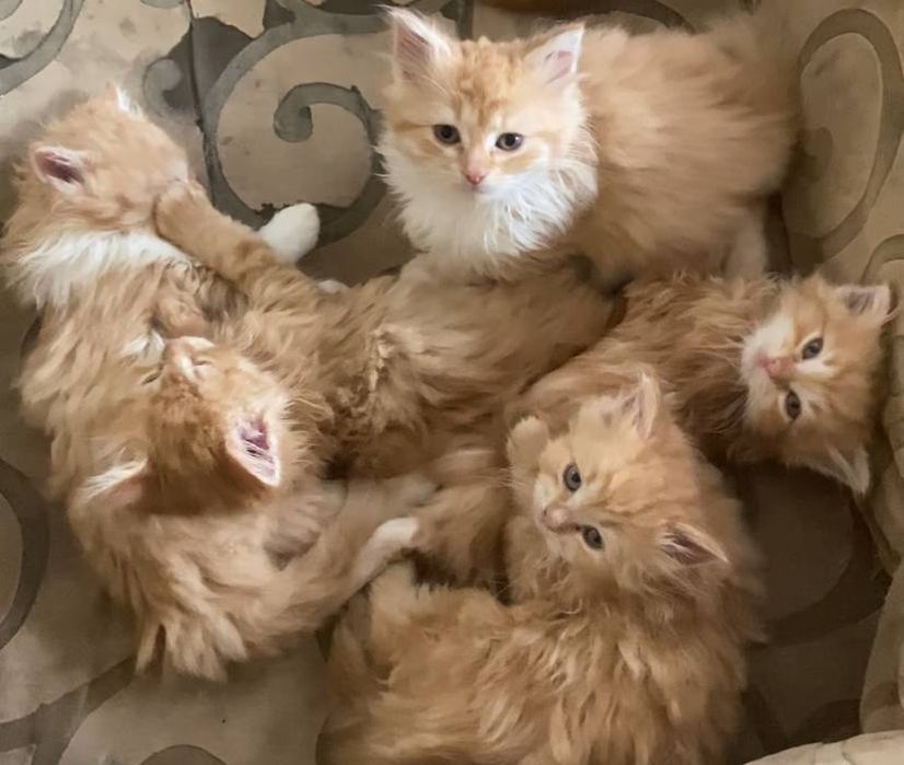 Продавам дългокосмести котенца.