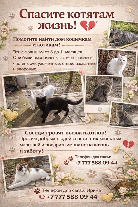 Отдам котят в добрые руки