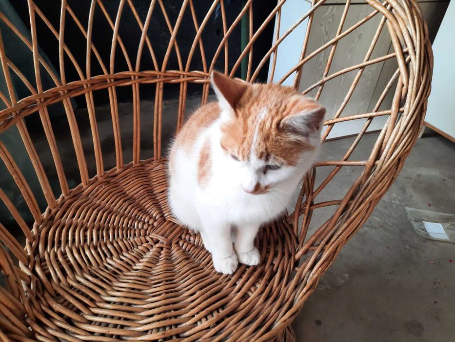 Donez motanel 7 luni jucaus