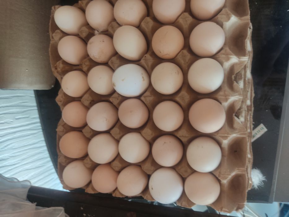 Домашние яйца куриные