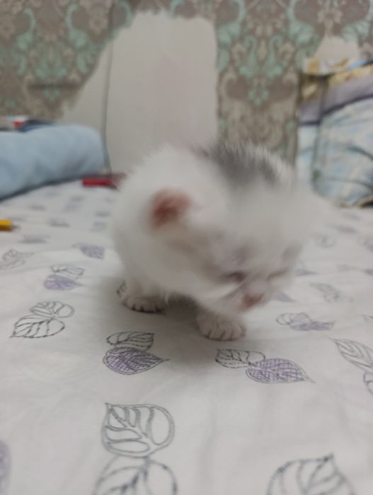 веслоушки красивые