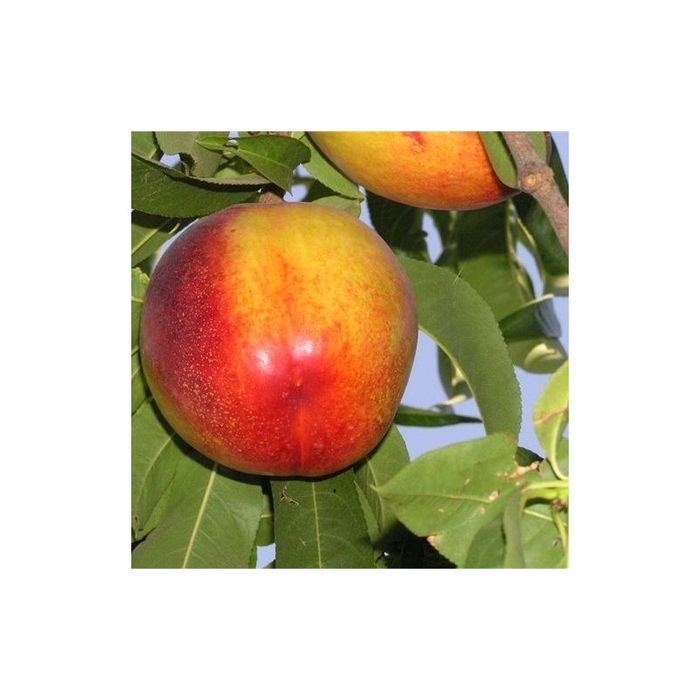 Nectarini Sweet lady ambalați + multe alte soiuri