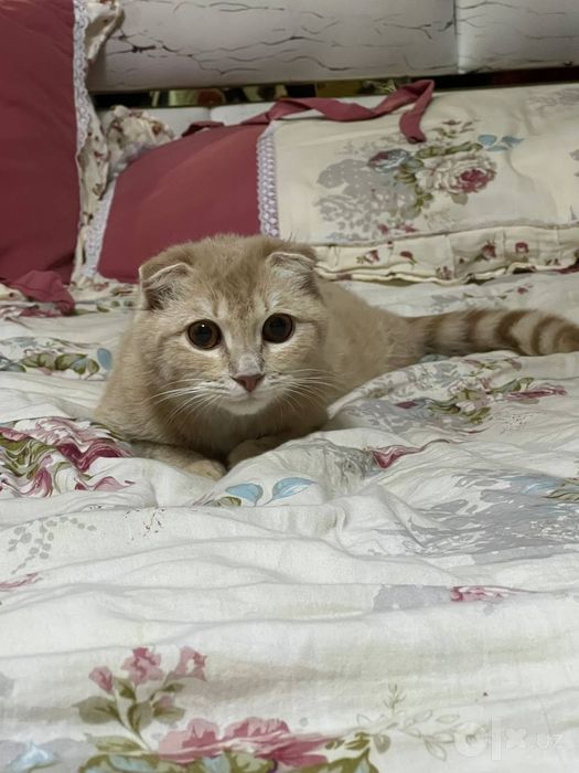 Sotiladi aqilli mushu onasi toza qon