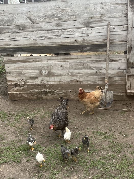 Домашние курицы