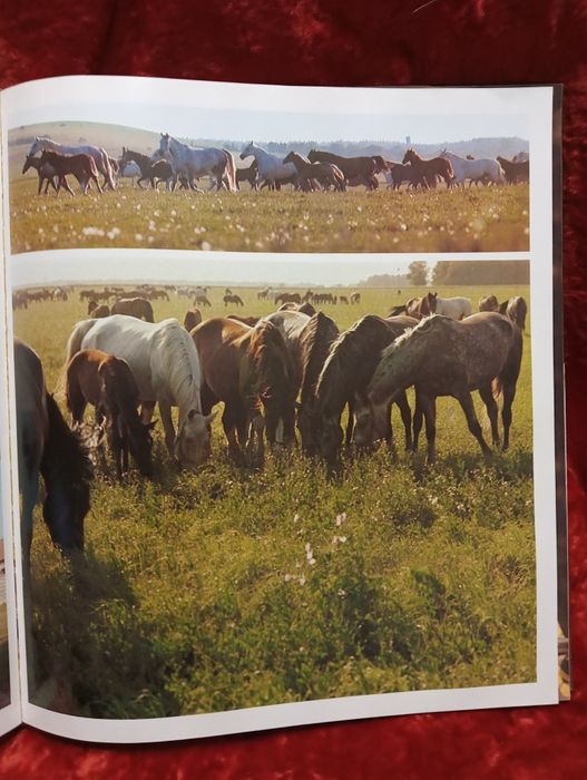 Книга Ветер в гриву HORSES. 1976г.