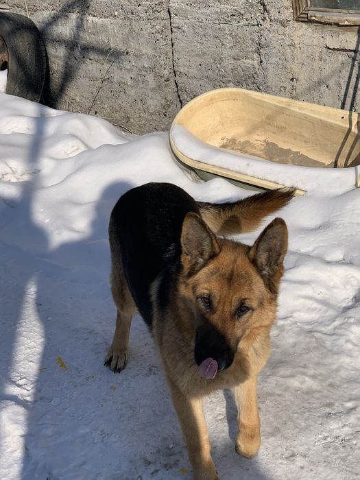 Продам немецкую овчарку