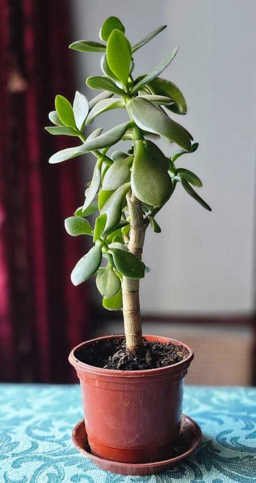 Денежное дерево.