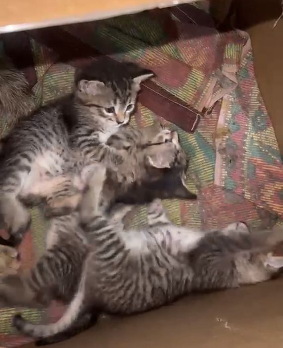 Отдам котят в добрые руки