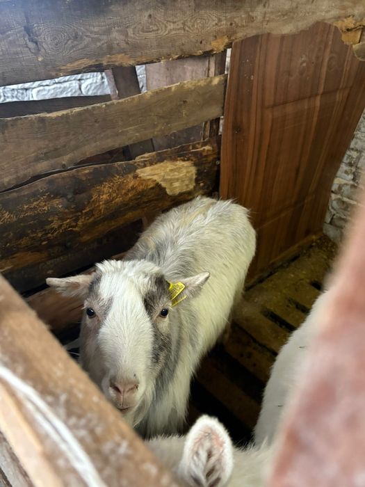 Козы стельные  .