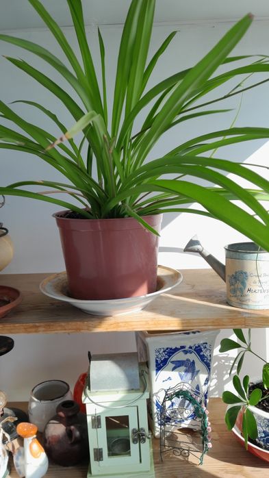 Хлорофитумы 4 растения