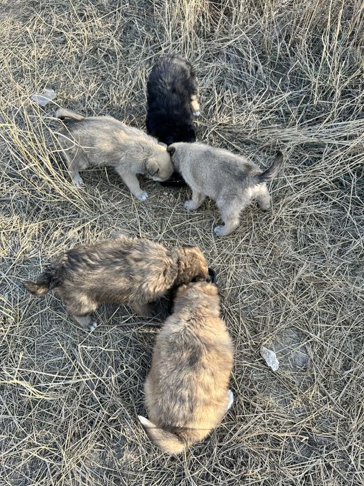 Отдам щенков в добрые руки