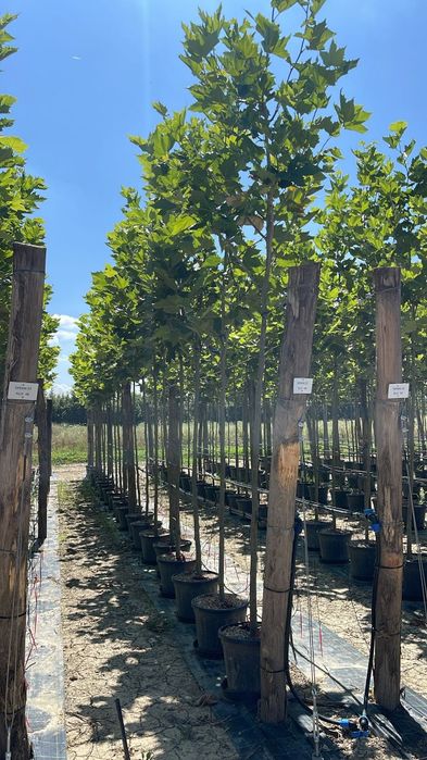 Salcâm globular catalpa globular magnolia grandiflora