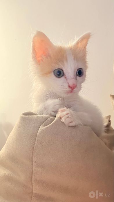 Котенок 2 месяца