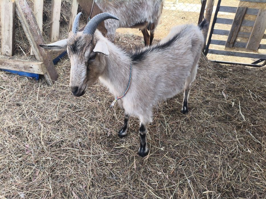 Сүтті ешкі тұқымынды шыбыштар сатылады