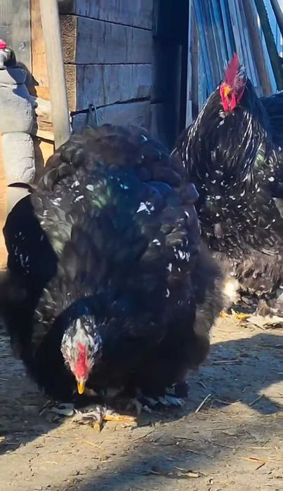 Cocos cochinchina uriaș bobat 2025