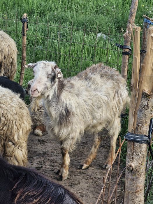 Vand capre de 1 an si iezi intarcati de 1 saptamana